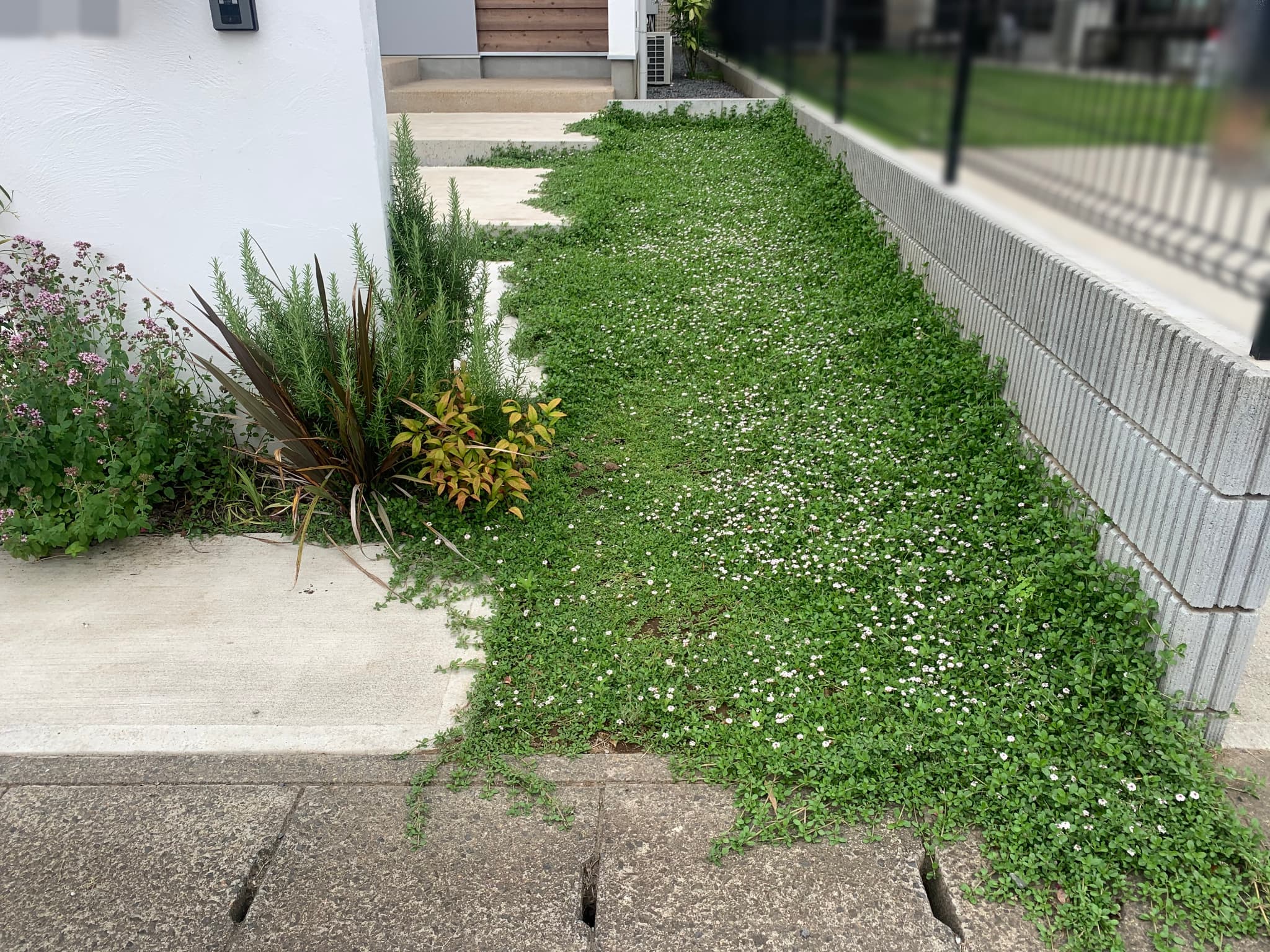 植栽が映える外構